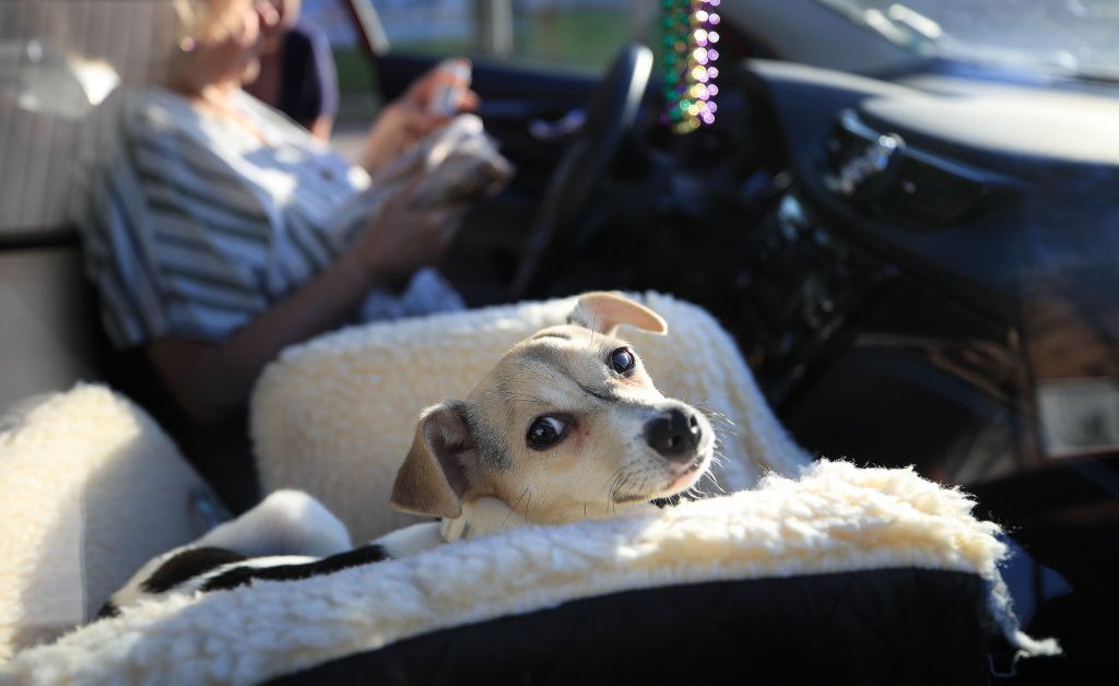 Rescue animals are TIME's 2020 animal of the year